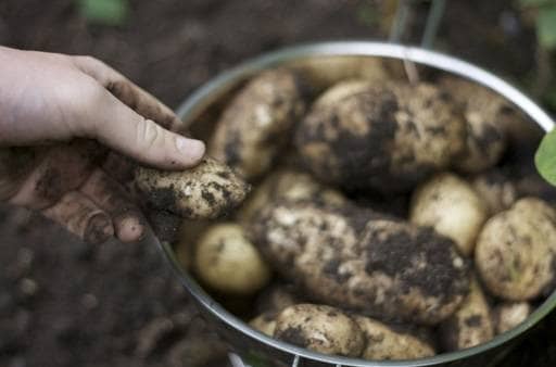 Seed potatoes